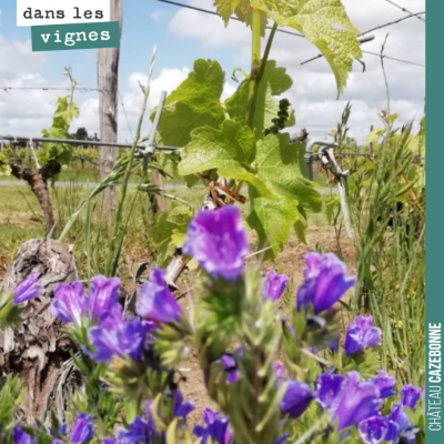 Bouquet de vipérines dans nos vignes. Biodiversité toujours !