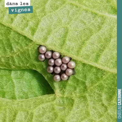 Sous une feuille, un insecte a pondu ces magnifiques billes ! De quel insecte s'agit il ? Mystère !