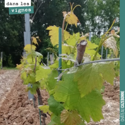 Silence, ça pousse ! Petit Verdot sur notre parcelle de Darche.