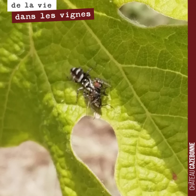 Une araignée sauteuse est en train de manger une mouche !