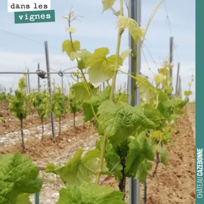 Sur les jeunes plantes, il est essentiel de bien travailler sous le rang et éviter une concurrenc...