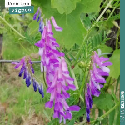 Magnifiques fleurs de vesces dans les vignes. Bonne journée !