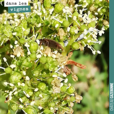 La floraison bat son plein. Elle se déroule très vite, plutôt bien, même si on observe un peu de ...