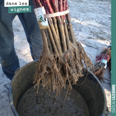 Pralinage des plants lors de la plantation. Très important pour aider la plante dans son développ...