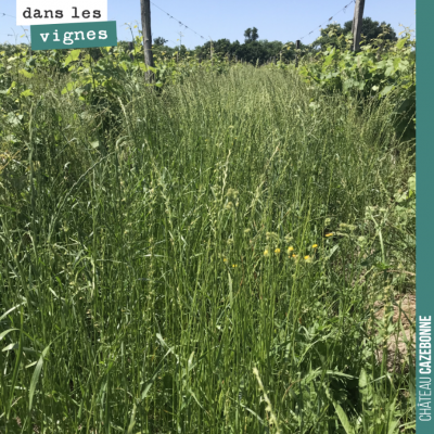 Avant les pluies de ces derniers jours, l'herbe avait déjà bien poussé dans nos rangs de vigne. O...