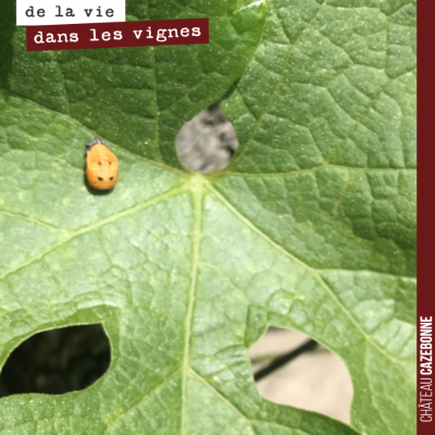 Nymphe de coccinelle sur une feuille de Semillon.