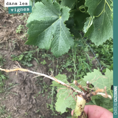 Avec cette pluie permanente, la vigne nous rappelle que c'est une liane. Ici une racine a poussé ...