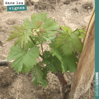 La bonne nouvelle avec ces pluies, c'est que notre jeune plantation se porte à merveille ! Pas be...