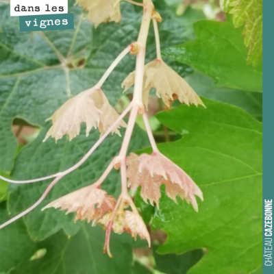 La vigne garde très longtemps la mémoire des traumatismes qu'elle a subi. Ici une phytotoxicité à...