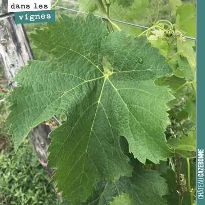 La taille des feuilles est incroyable cette année. Pas de stress hydrique, de la chaleur, la vign...