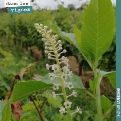 Le phytolacca ou raisin d'Amérique, une plante toxique et invasive, qu'il faut aller enlever, à l...