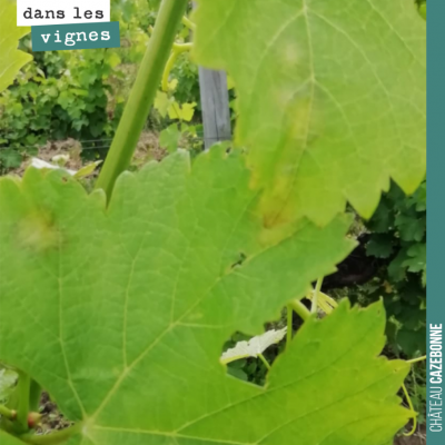 Premières tâches de mildiou. On vient de vivre un mois très compliqué à gérer. Des pluies incessa...