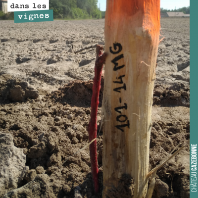 Pour s'y retrouver dans les variétés de porte-greffes que l'on a planté !