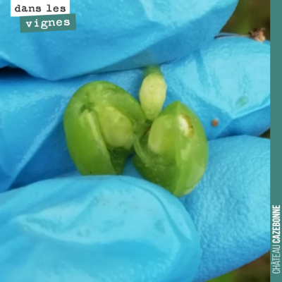 A ce stade, le grain de raisin contient les pépins, qui sont déjà à une taille presque adulte.