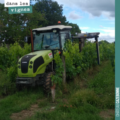 La vigne est folle, cette année, et l'écimeuse est de sortie. Avec des lames, on coupe les rameau...