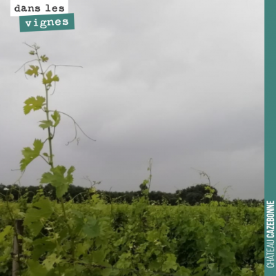 Encore 14mm de pluie hier. On n'avait pas besoin de cela, le mildiou est là, partout, sur tous le...