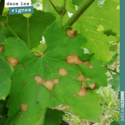 En bout de rang, sur notre parcelle de Cazebonne, un pied criblé de brûlures de blackrot. Le beau...