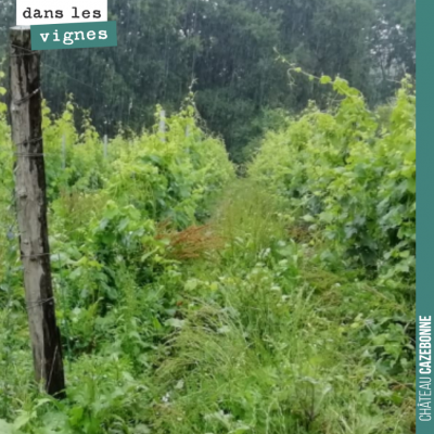 On a un peu de mal à suivre le rythme, cette année. La vigne est folle, il nous manque un levage ...