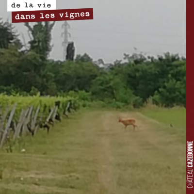 Ah mais qui va là, au bout des rangs de Malbec ?