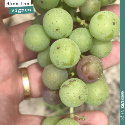 Premiers grains en véraison à Cazebonne. On va peut être pouvoir enfin souffler un peu ?