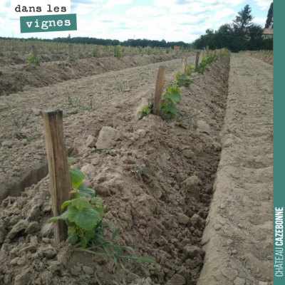 On a chaussé notre plantation. Un bon moyen de garder de l'humidité dans le sol si les chaleurs s...