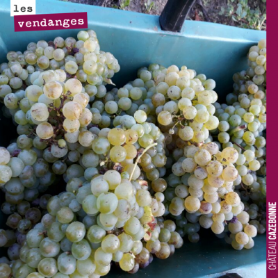 Première journée de vendange avec nos blancs sur le terroir de Bouché. Notre plus joli terroir, s...