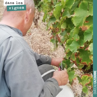 On vendange ce qu'il y a. On ne perd pas une grappe sur le terroir de Bouché.