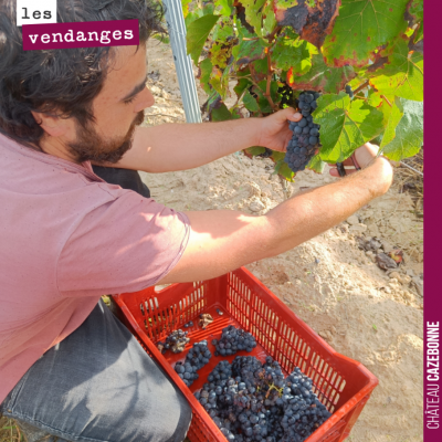 Les grappes sont rares, alors autant en prendre soin. Ici vendanges de nos merlots de Peyron. Des...