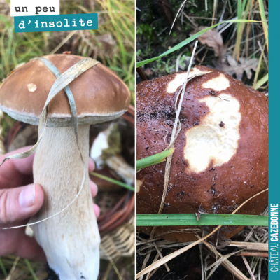 Sortie aux champignons, la semaine dernière. Derniers cèpes pour profiter de l'automne.