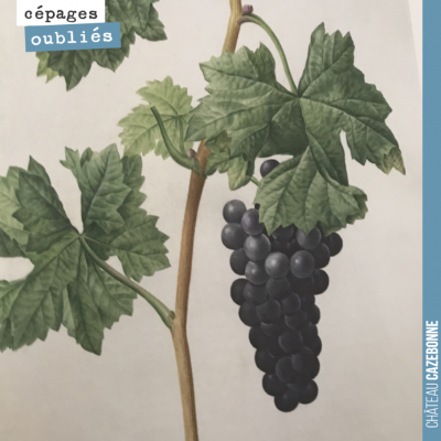 Je ne saurais que recommander la lecture de ce magnifique livre : Les raisins de Jean-Joseph Redo...
