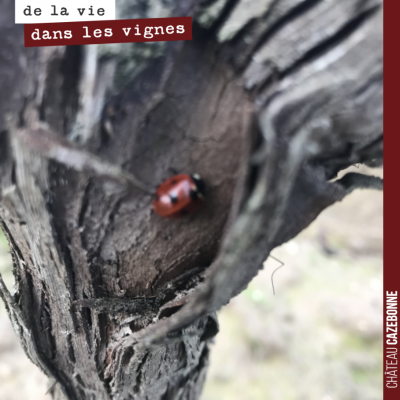 Une petite coccinelle se cachant sous l'écorce. Encore tôt pour que les coccinelles soient de sor...