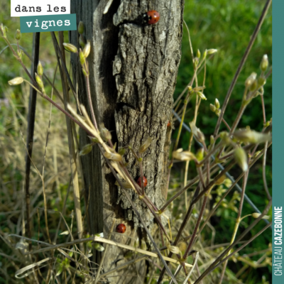 Les coccinelles sont de sortie !