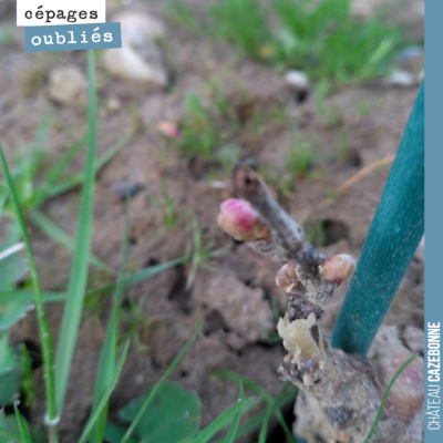 Les complants de Bouchalès commencent à débourrer. A partir de maintenant, il ne va plus falloir ...