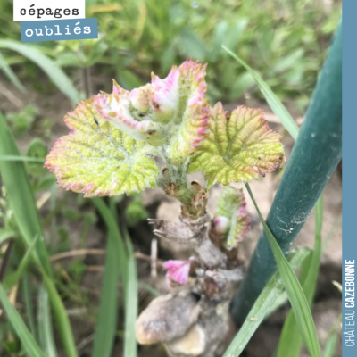 Les complants de l'année vont être les plus touchés par les gelées qui sont annoncées à partir de...