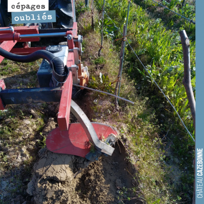 A peine l'épisode de gel passé, on se remet au travail pour nettoyer sous le rang dans les planta...