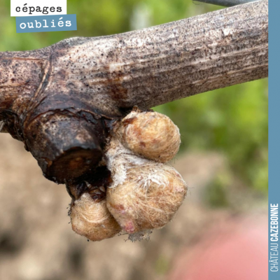 Ces bourgeons de Saint-Macaire dans le coton ont ils survécu au gel ? Encore tôt pour le dire, ma...