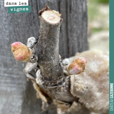 Cabernet Franc sur notre plantation de l'année dernière, rescapé du gel.