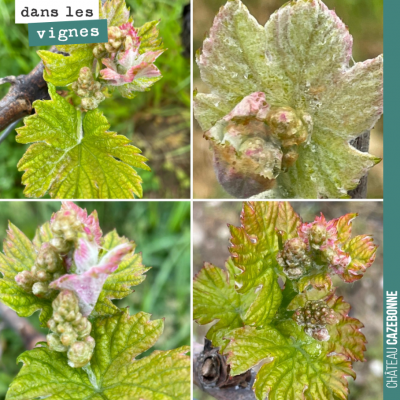 Magie de la nature. Renaissance. Et la météo des 15 prochains jours nous rend optimiste : les ris...