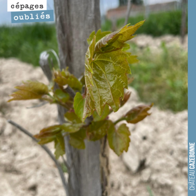 Dans nos vignes, nous généralisons désormais la plantation de porte-greffes pour ensuite greffer ...