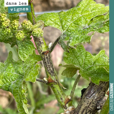 Nous avons un peu d'excoriose sur cabernet-sauvignon cette année. C'est une maladie cryptogamique...