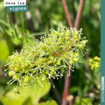 Les porte-greffes sont en fleur, avec comme toujours de l'avance sur les vitis vinifera.