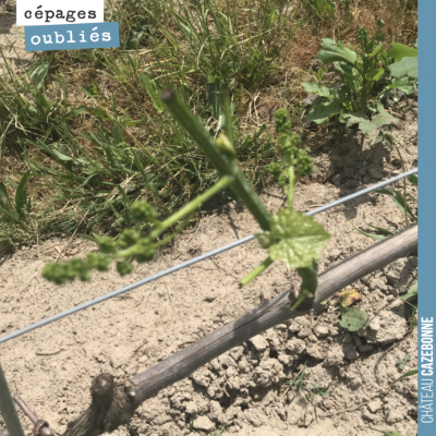 Les chevreuils sont passés par là. Ils raffolent des jeunes feuilles. Heureusement, ils n'aiment ...