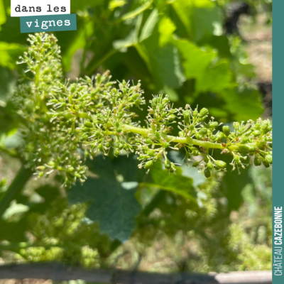 La floraison se termine. Les grappes sont magnifiques, cette année. On touche du bois pour qu'auc...