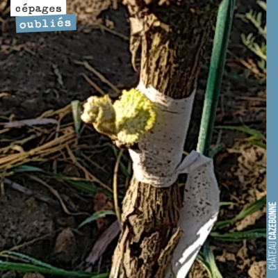 Renaissance du Saint-Macaire sur nos vignes greffées, il y a deux semaines. On croit beaucoup à l...