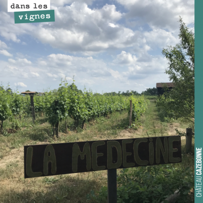 Nos vignes de Médecine où s'épanouissent nos sauvignon gris, mérille et Jurançon noir.