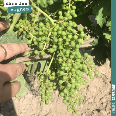 Rien à dire, les grappes 🍇 sont belles cette année. Ici sur un pied de Merlot de nos vieilles vig...