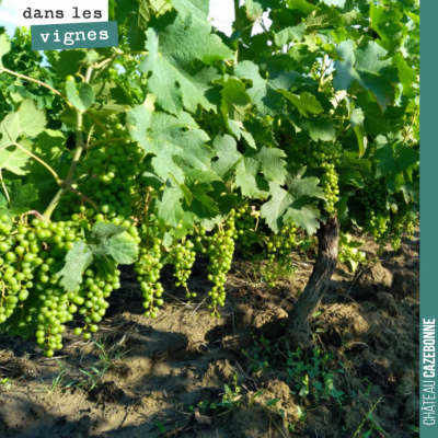 Les vignes sont magnifiques, cette année. La fermeture de grappe se généralise. Nous avons eu 65m...