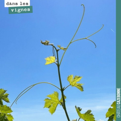 La vigne n'a qu'une envie : monter au ciel.