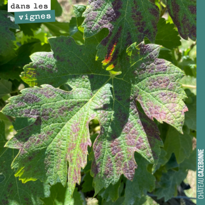 Ces jolies feuilles sont le signe de carences de la vigne. Dans le cas présent, une carence magné...