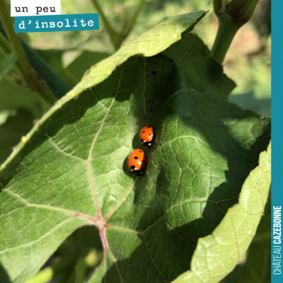 Il fait tellement chaud ! Ces coccinelles ont trouvé le creux d'une feuille de vigne pour se prot...